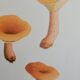 Botanical plate mushroom, 1960