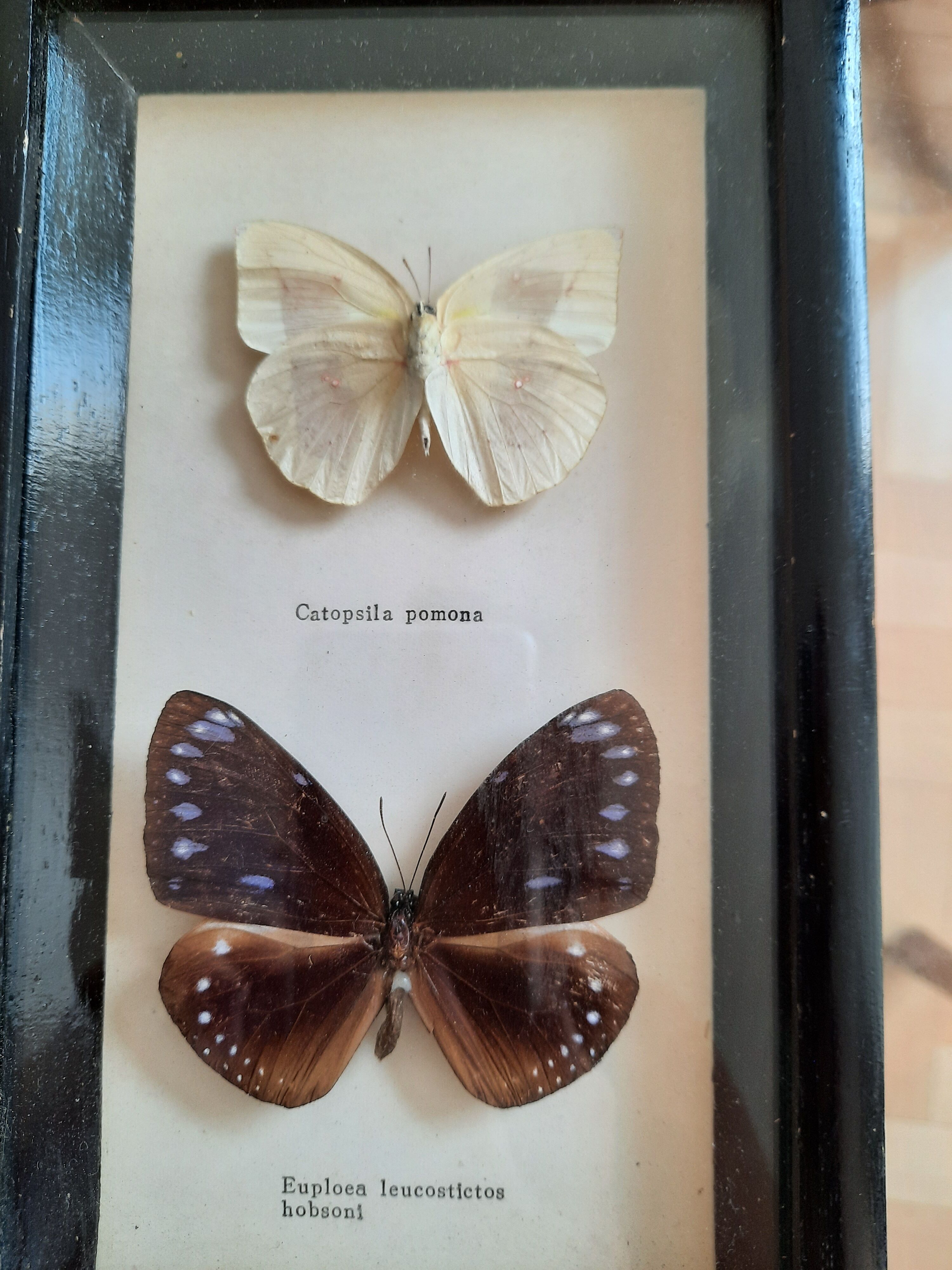 Vintage framed butterflies
