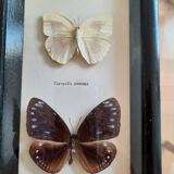 Vintage framed butterflies