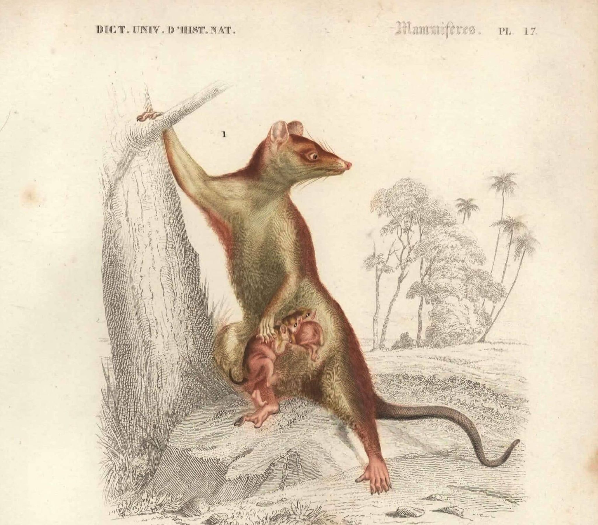 Gravure ancienne 1849 - Didelphe par , marsupial, nocturne, Amérique