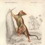 Gravure ancienne 1849 - Didelphe par , marsupial, nocturne, Amérique