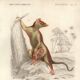 Antique engraving, 1849 - Didelphus, marsupial, nocturnal, America