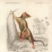 Gravure ancienne 1849 - Didelphe par , marsupial, nocturne, Amérique