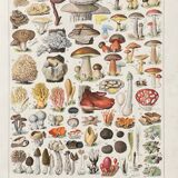 Old illustration Millot "Mushrooms"