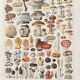 Illustration ancienne Millot "Champignons"