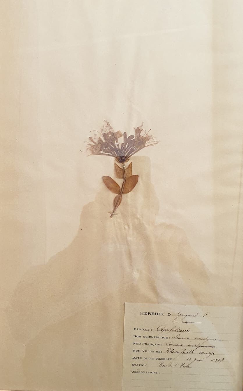 Herbarium boards late 19th