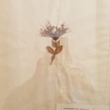 Herbarium boards late 19th