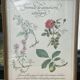 Planche botanique "Formule de gargarisme astringent"