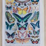 Exotic Butterflies: original naturalist plate, 1930 Adolphe Millot