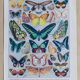 Exotic Butterflies: original naturalist plate, 1930 Adolphe Millot