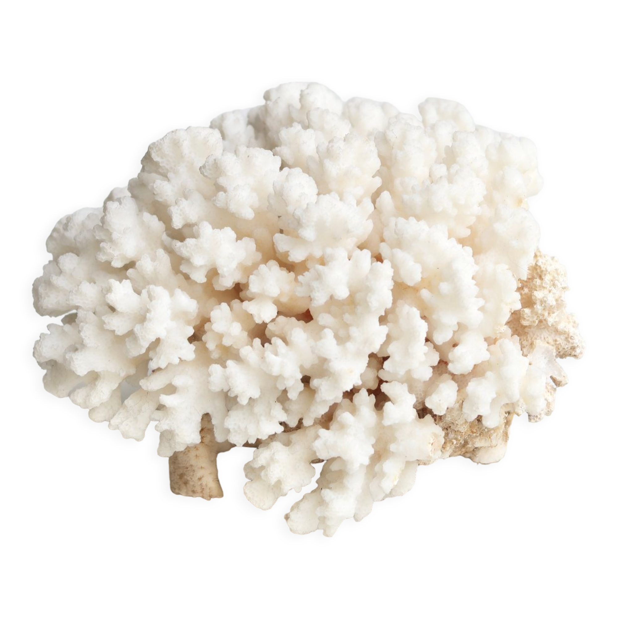 Corail blanc années 70