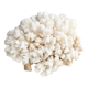 Corail blanc années 70