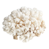 Corail blanc années 70