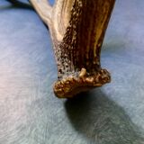 Bois de cerf ancien