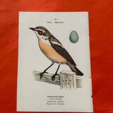 Botanical engraving birds double sided naturalist board
