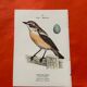 Botanical engraving birds double sided naturalist board