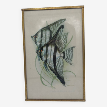 Fish lithograph frame
