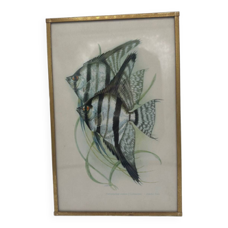 Fish lithograph frame