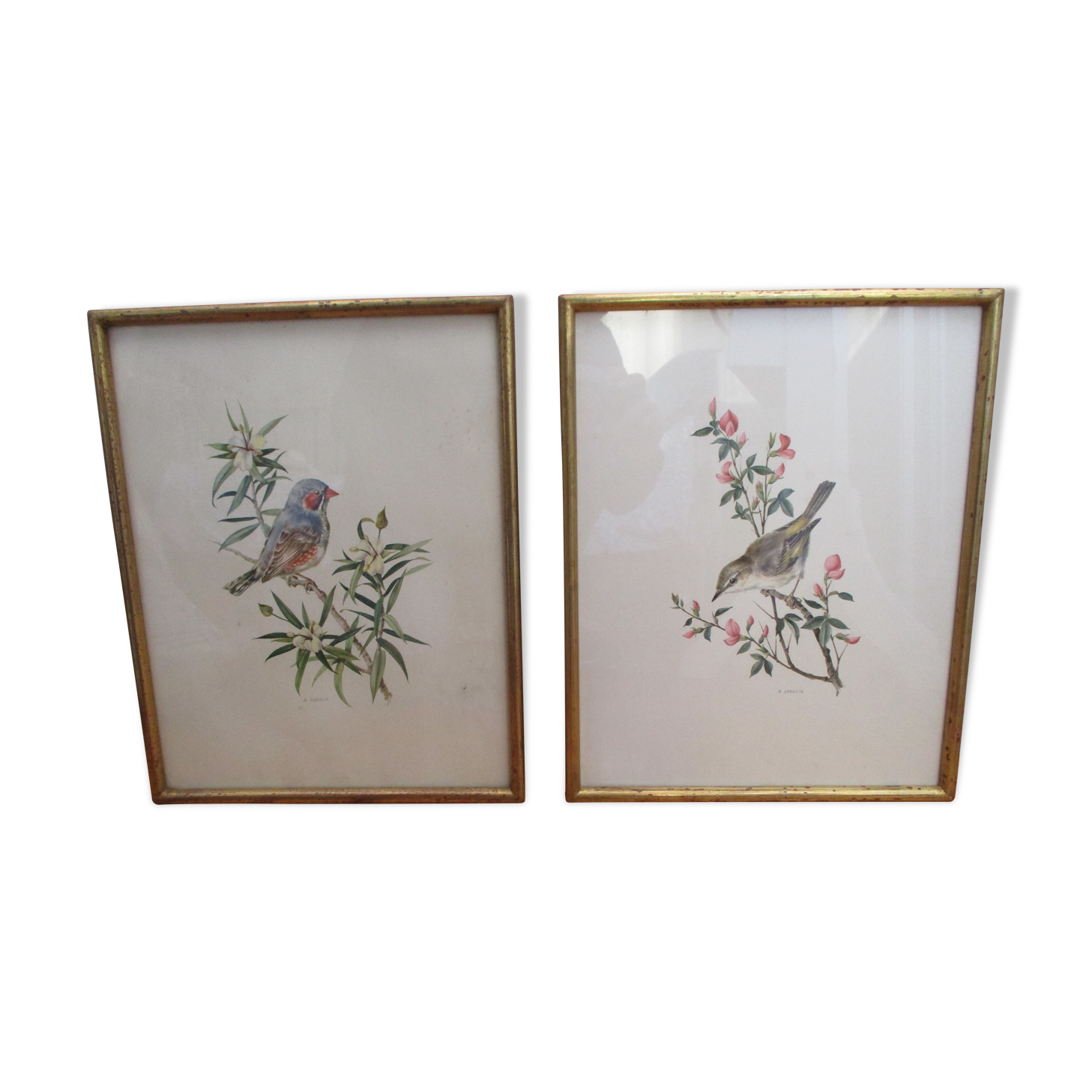 Bird lithographs by Marlin 1950