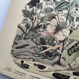 Antique engraving, 1886 - European Butterflies (3). 19th-century chromolithograph