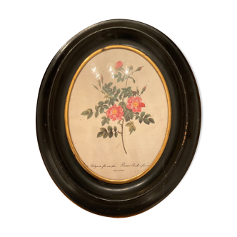 Large frame under slightly curved glass. napoleon 3