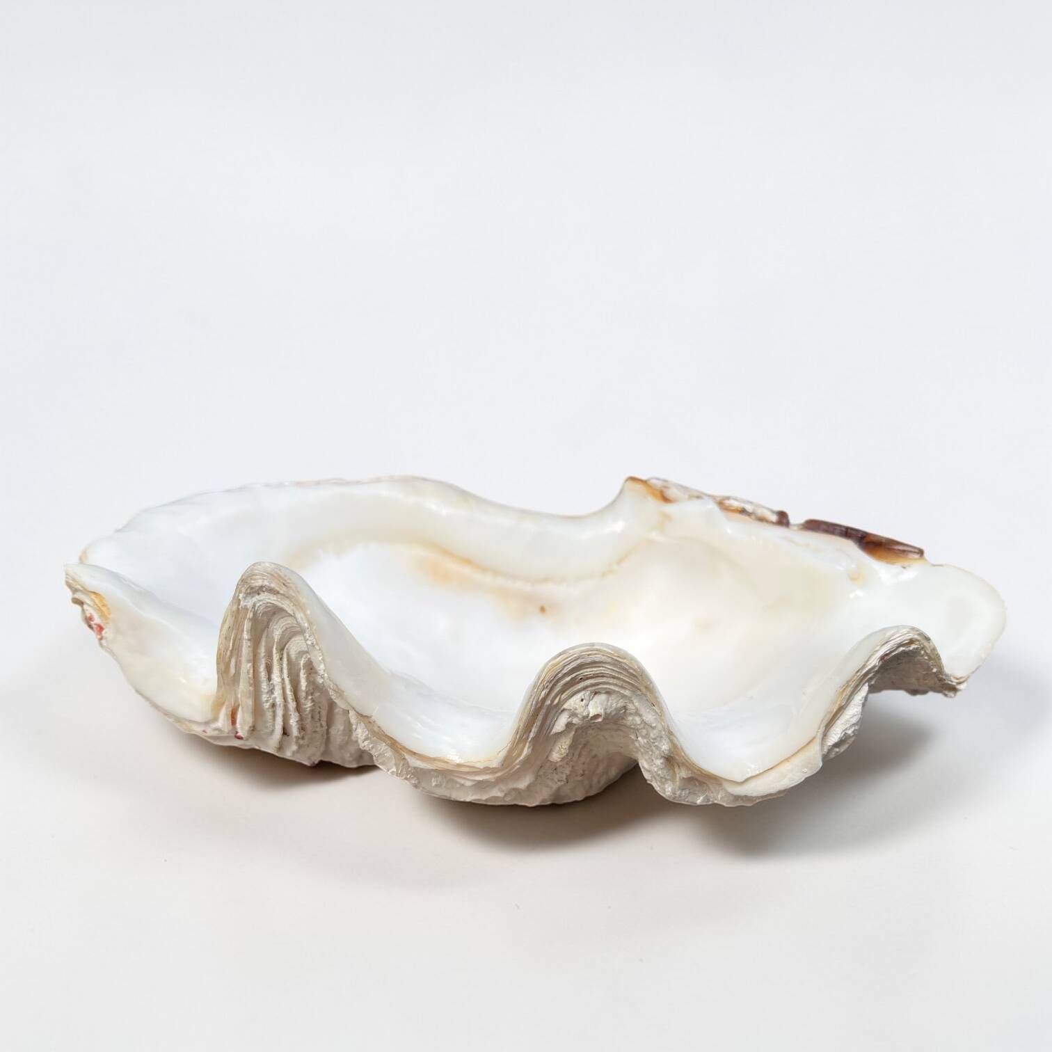 Vide-poche coquillage bénitier, années 70