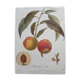 Botanical peach poster