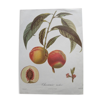 Botanical peach poster