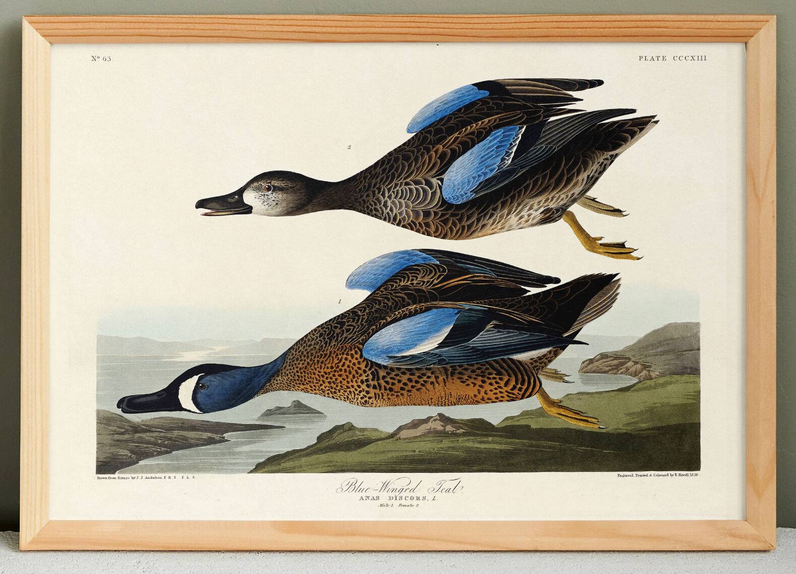 Poster of the Blue-winged Teal, after an old engraving