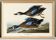 Affiche sur la Sarcelle à ailes bleues, d’après une gravure ancienne