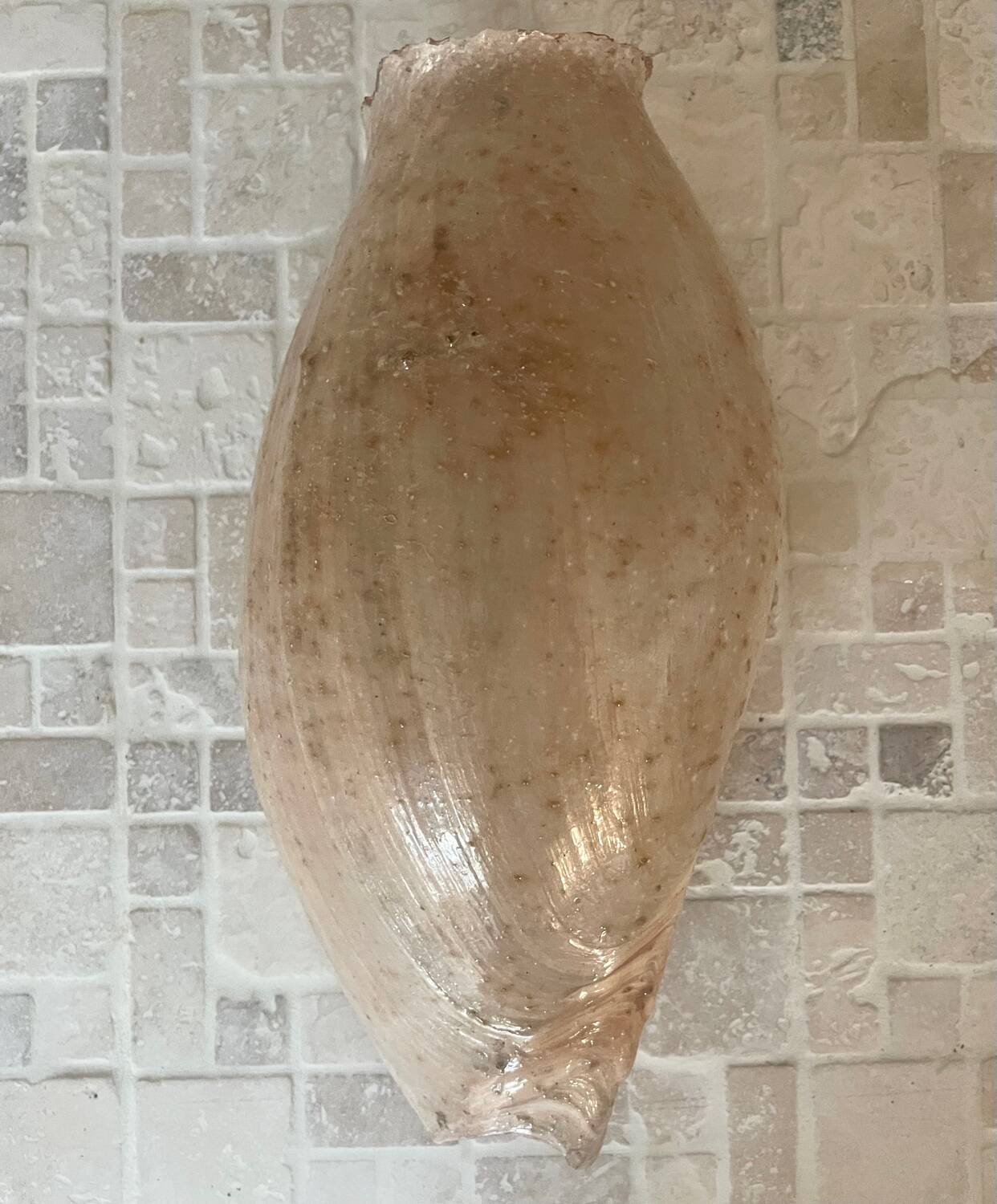 Large Melo Amphora seashell.