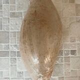 Large Melo Amphora seashell.