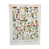 Old engraving 1898, Mushrooms 1, picking • Lithograph, Original plate