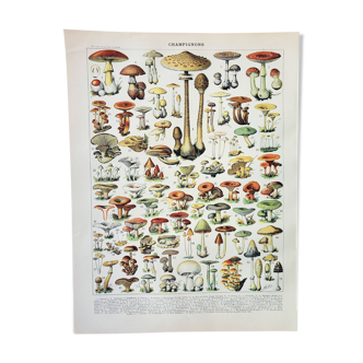Gravure ancienne 1898, Champignons 1, cueillette • Lithographie, Planche originale