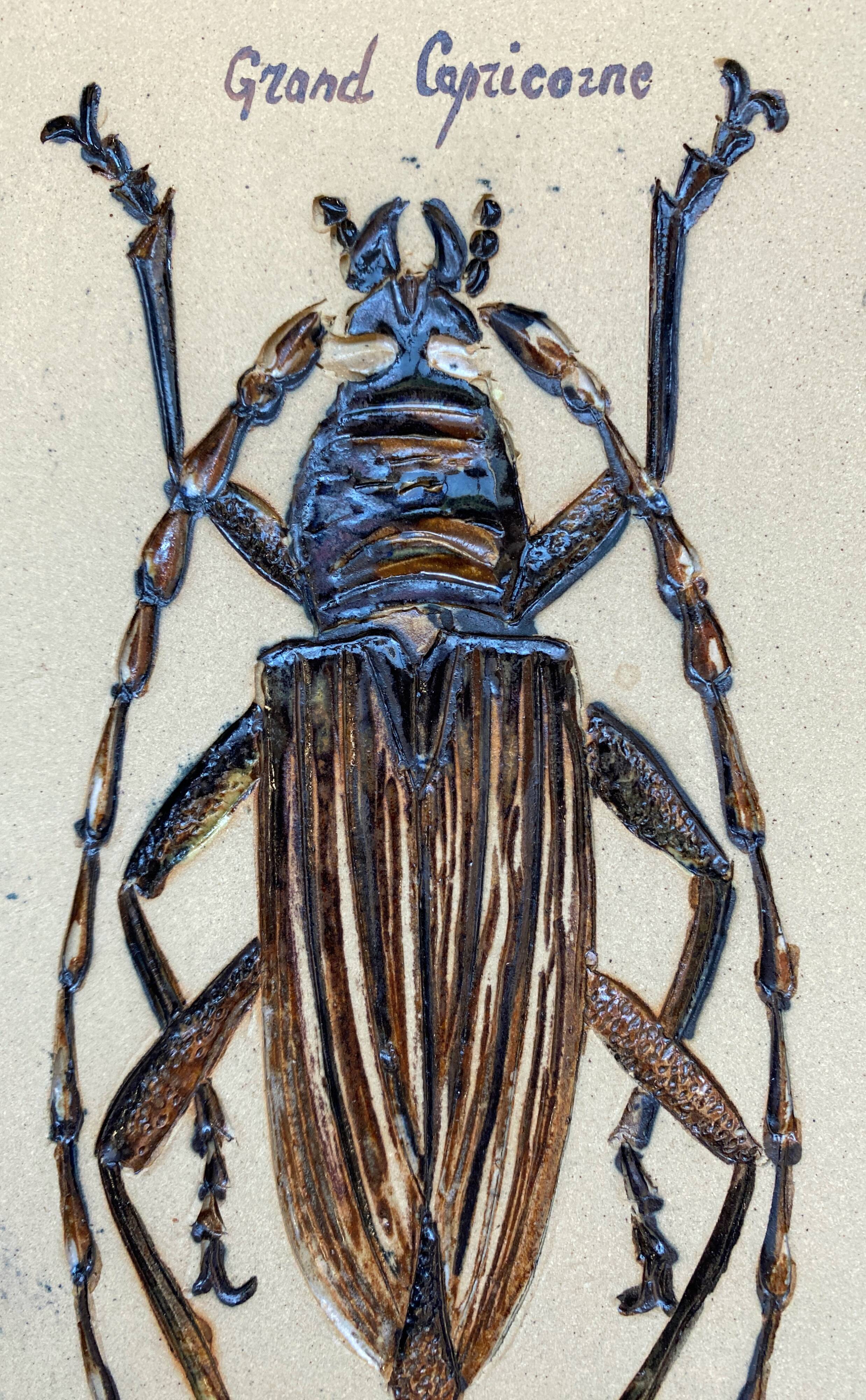 Bas relief painting / earth Beetle entomology A. Prudhomme Cabinet of curiosities