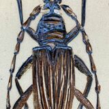 Bas relief painting / earth Beetle entomology A. Prudhomme Cabinet of curiosities