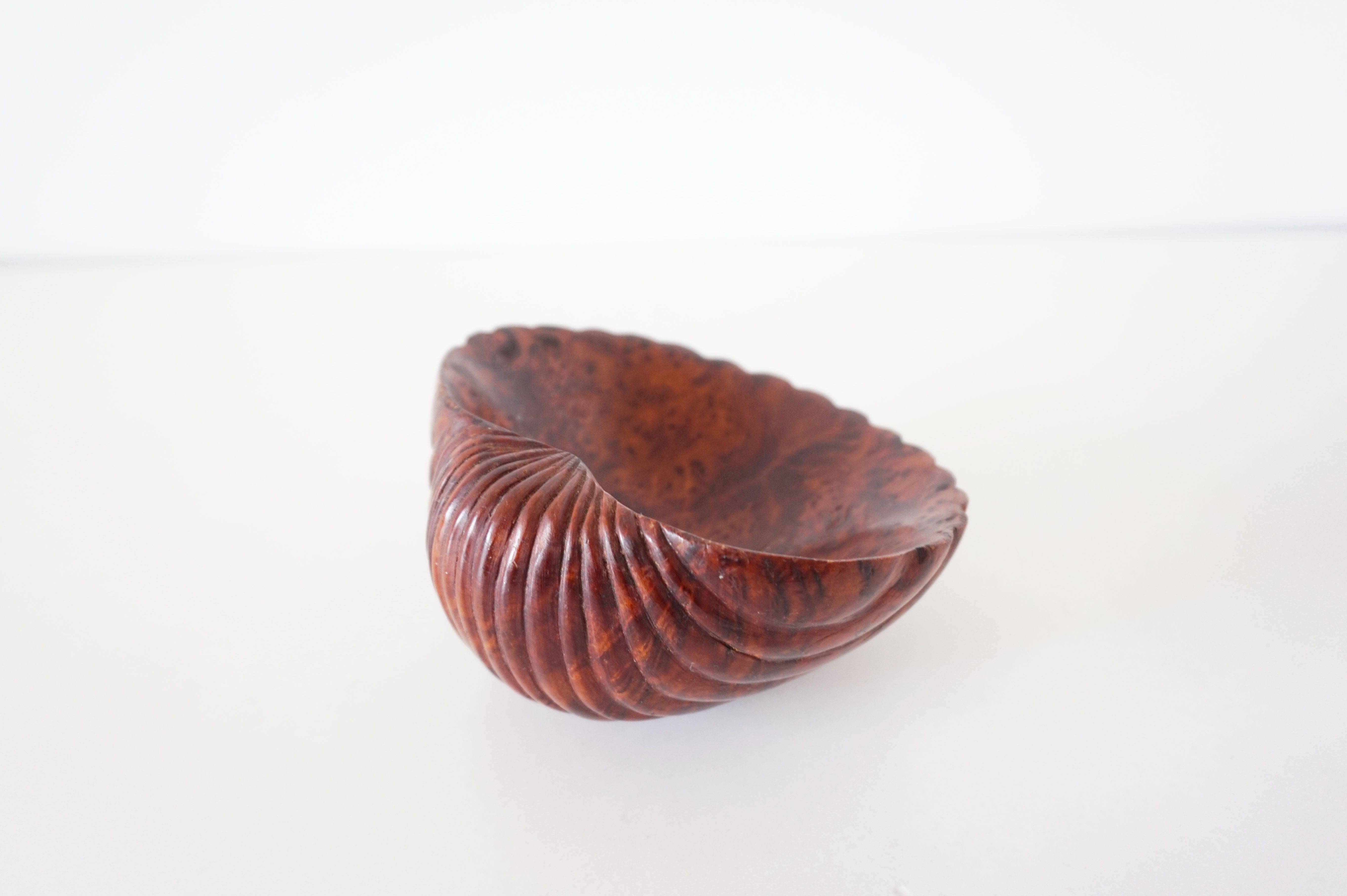 Empty cup shell pocket in elm magnifying glass