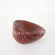 Empty cup shell pocket in elm magnifying glass