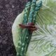 Set of 3 vintage asparagus and cabbage leaves slip dishes made in Italy