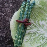Set of 3 vintage asparagus and cabbage leaves slip dishes made in Italy