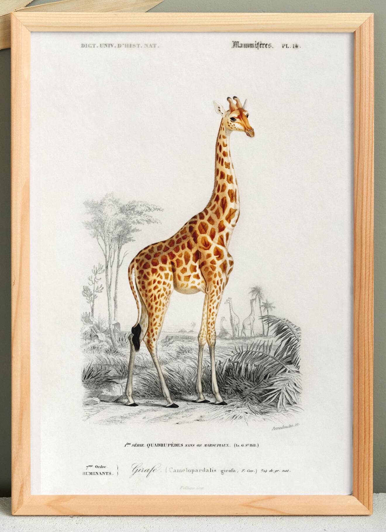 Poster about a giraffe, based on an old engraving from 1849.