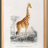 Poster about a giraffe, based on an old engraving from 1849.