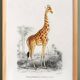 Poster about a giraffe, based on an old engraving from 1849.