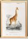 Affiche sur la girafe, d’après une gravure ancienne de 1849.