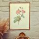 Dreaded PJ Frame - The Hundred Leaves Anemone