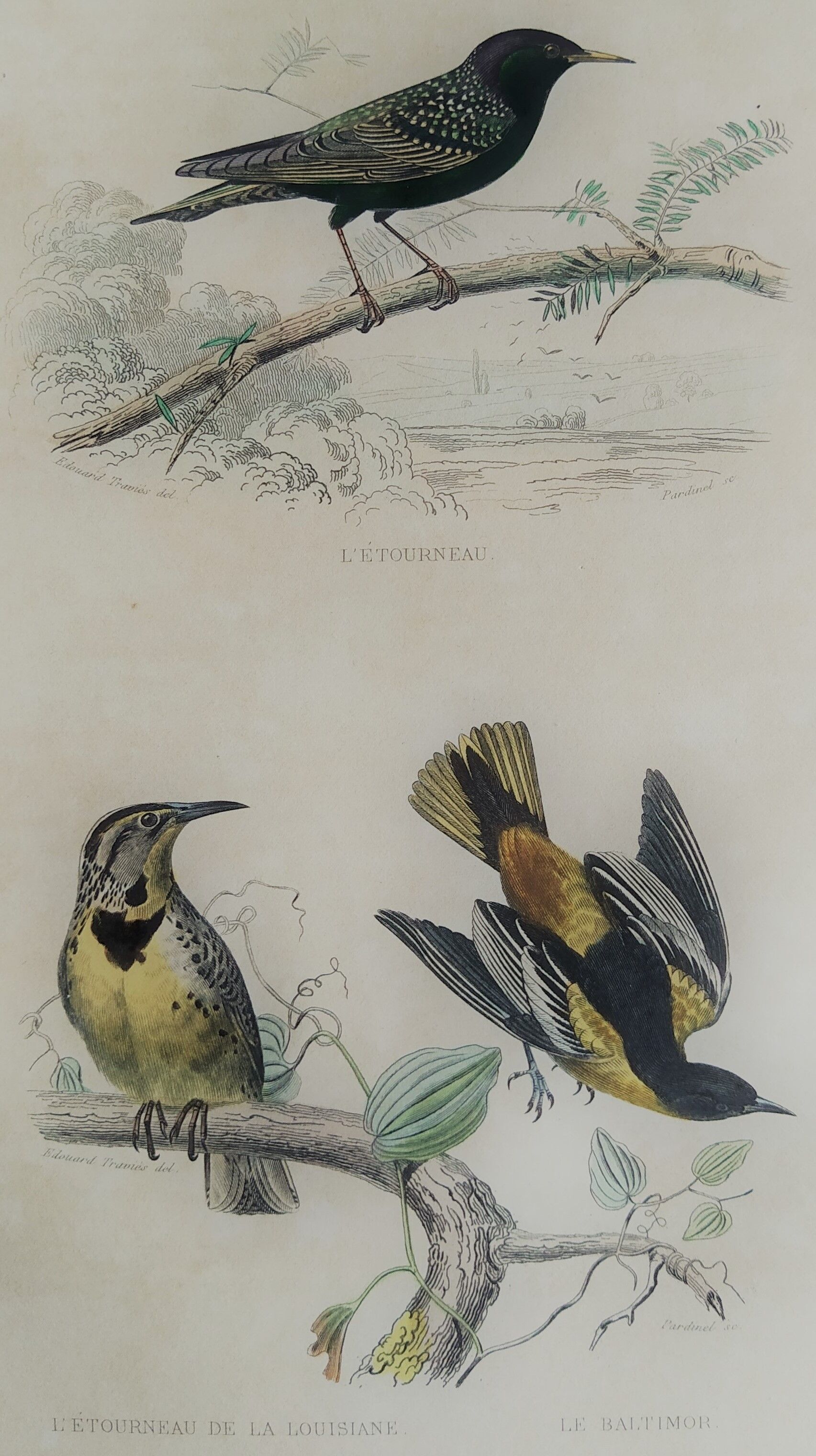 Ornithological plank "The Starling... Louisiana - The Baltimore" Buffon 1938