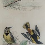 Ornithological plank "The Starling... Louisiana - The Baltimore" Buffon 1938