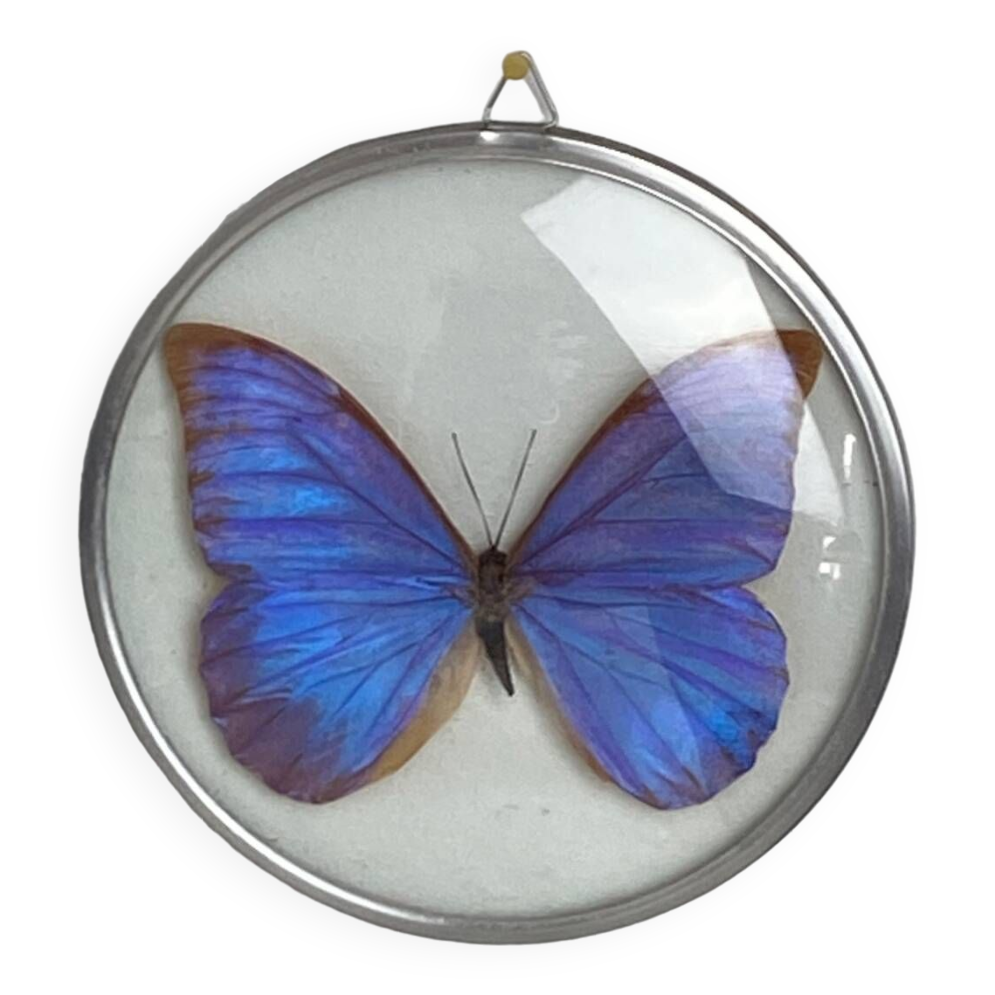 Naturalized morpho butterfly under curved glass