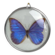 Naturalized morpho butterfly under curved glass