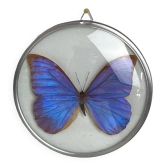 Naturalized morpho butterfly under curved glass